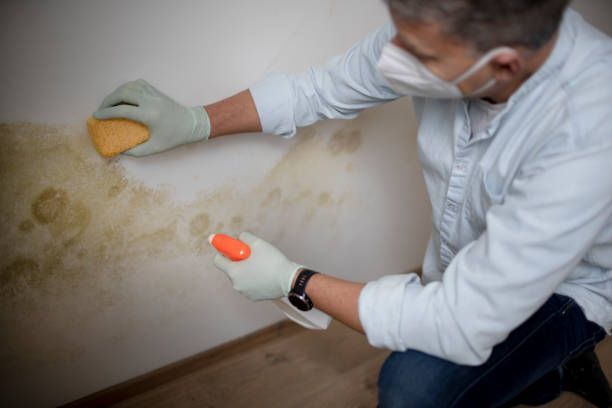 Best DIY Mold Remediation Support Services in Potomac, MD
