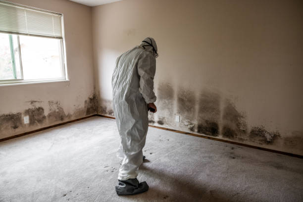 Best Preventive Mold Services in Potomac, MD